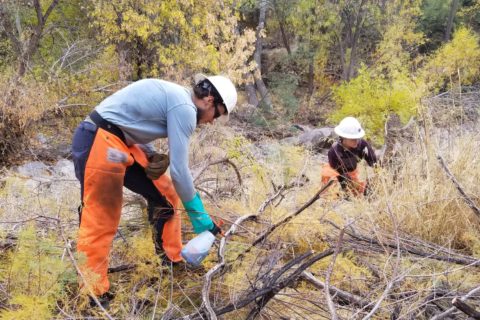 Wild Stew Field Crew members work on tamarisk eradication in Arnett Creek