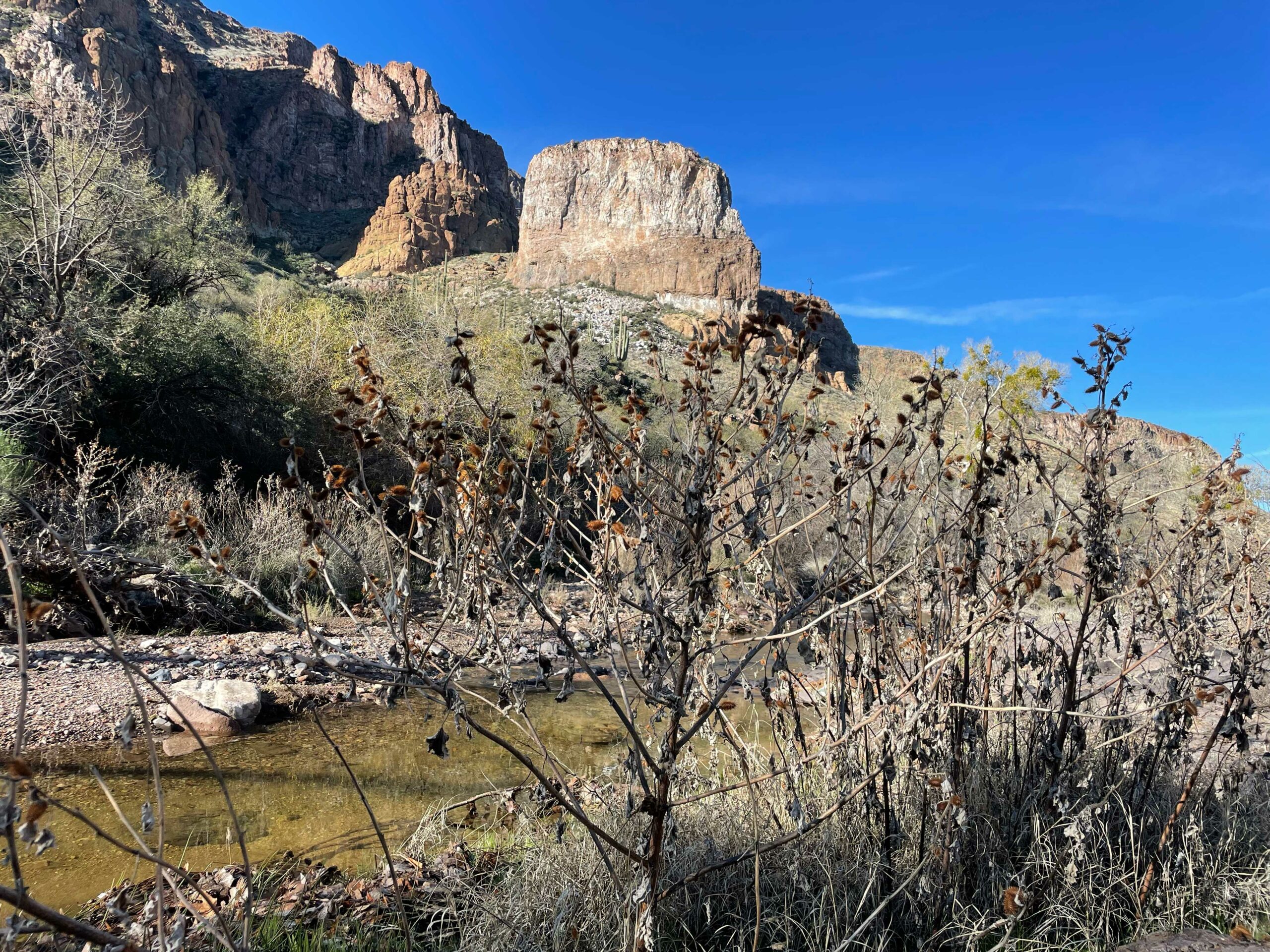 wild stew field crew: Cocklebeard - Wild Arizona
