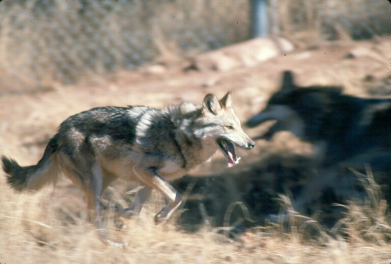 PRESS RELEASE: Mexican Wolf ‘Taylor’ Back Home Near New Mexico’s Mount Taylor