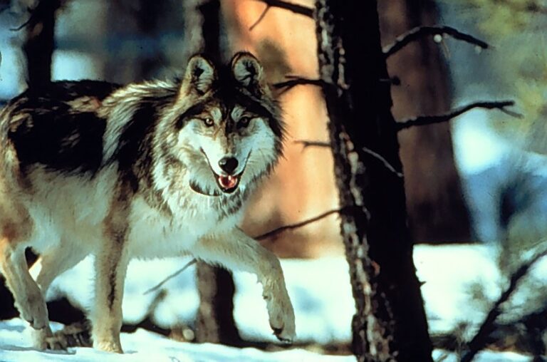Actions to Protect Mexican Gray Wolves