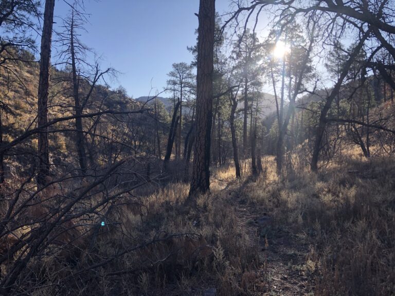 wild stew field crew: Like a Phoenix from the Ashes, Rises Up Circle Seven Trail