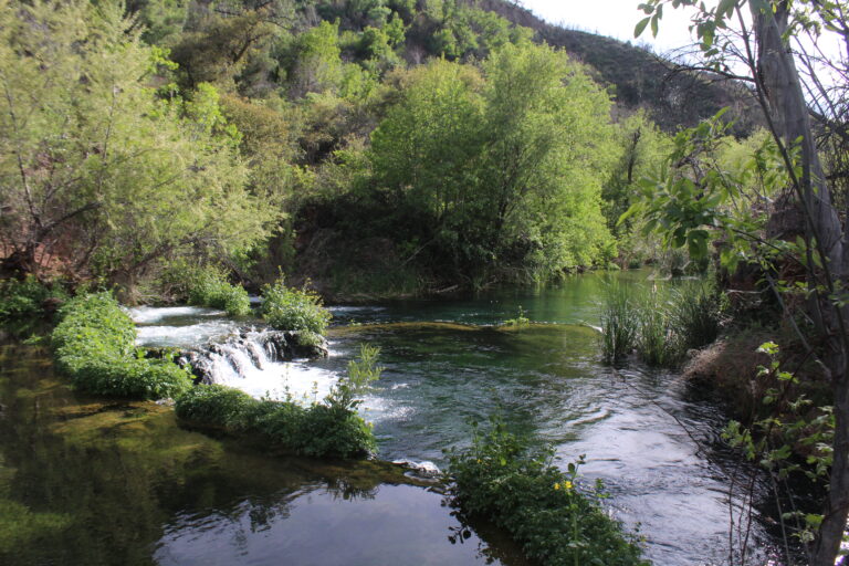 wild stew field crew: Wild Arizona vs. Himalayan Blackberry in Fossil Springs