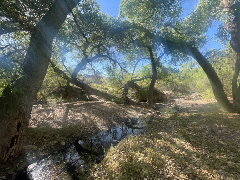 wild stew field crew: Wild AZ Wars II — The Heat Dome Strikes Back